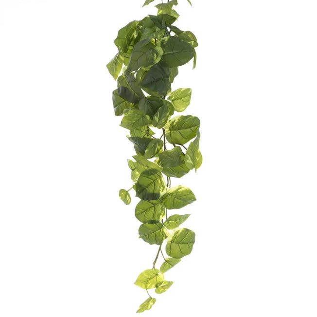 Pothos Hanging Bush Green