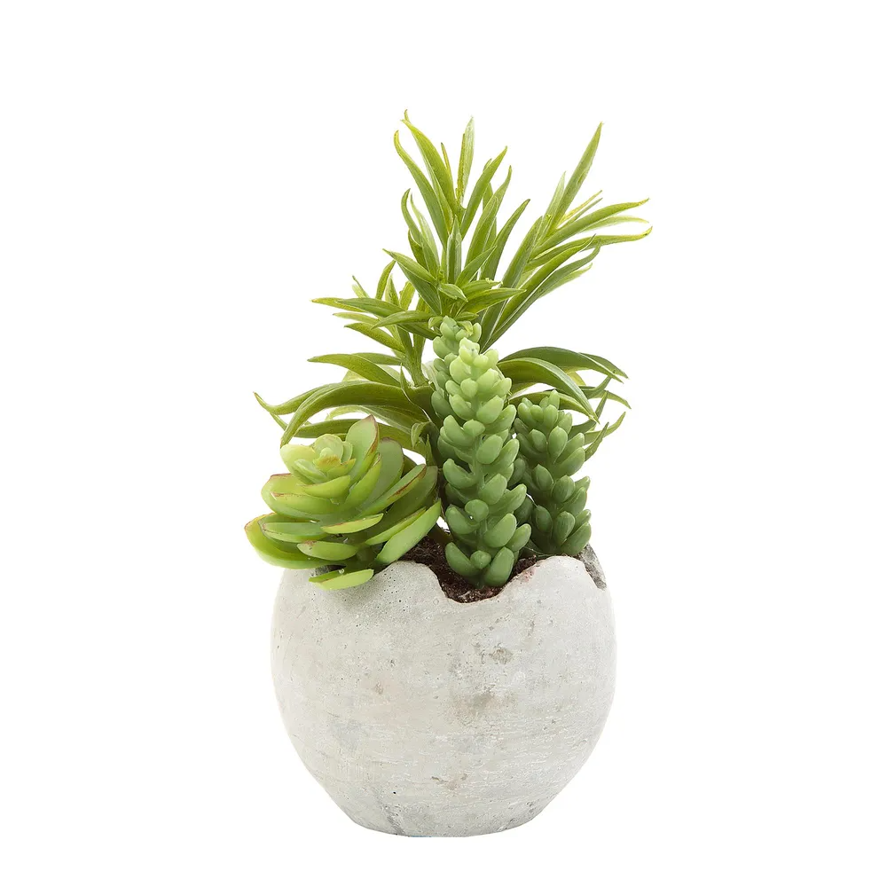 Mixed Succulent in Pot - 18cm