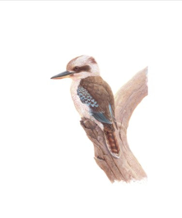 Thirstystone Kookaburra Coaster