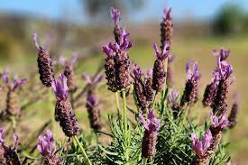 Thurlby Herb Farm
