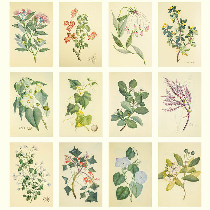 2026  Medium Calendar-Joseph Banks Botanicals-HMS Endeavour