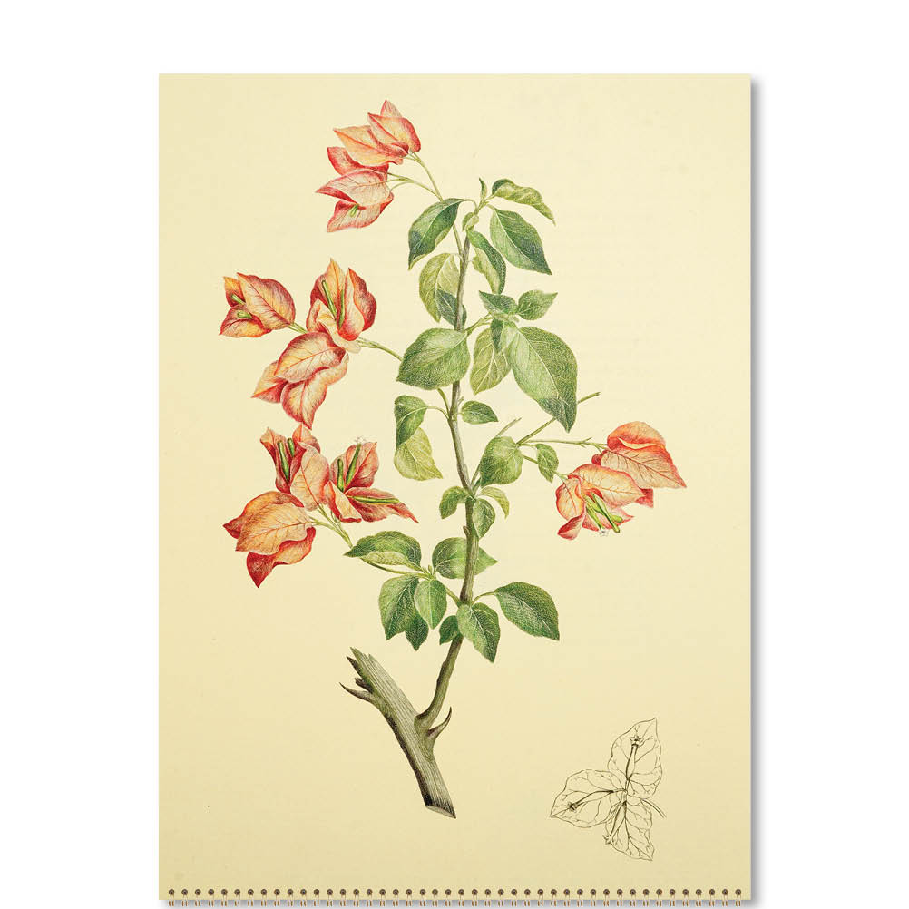 2026  Medium Calendar-Joseph Banks Botanicals-HMS Endeavour