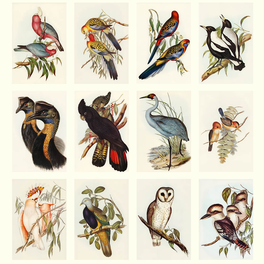 2026  Medium Calendar-Australian Birds-John Gould