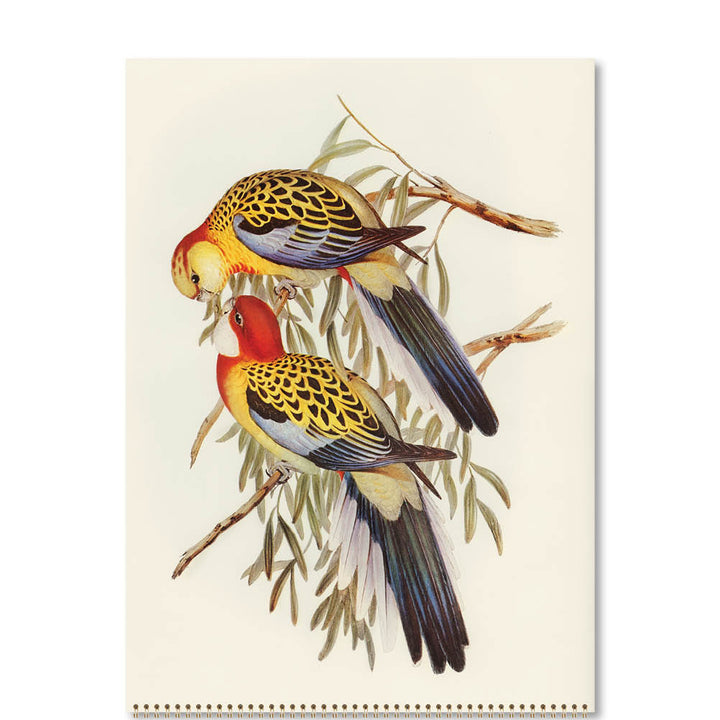 2026  Medium Calendar-Australian Birds-John Gould