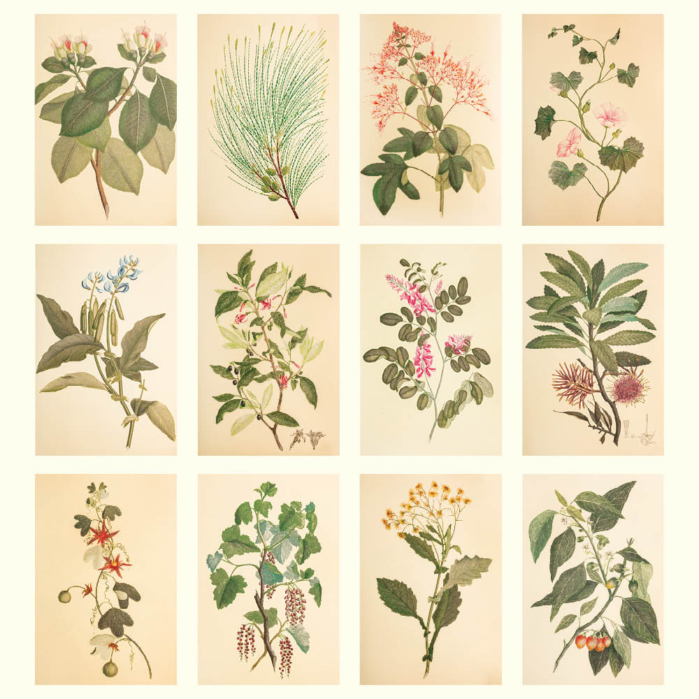 2027 Medium Calendar-Joseph Banks Botanicals-HMS Endeavour