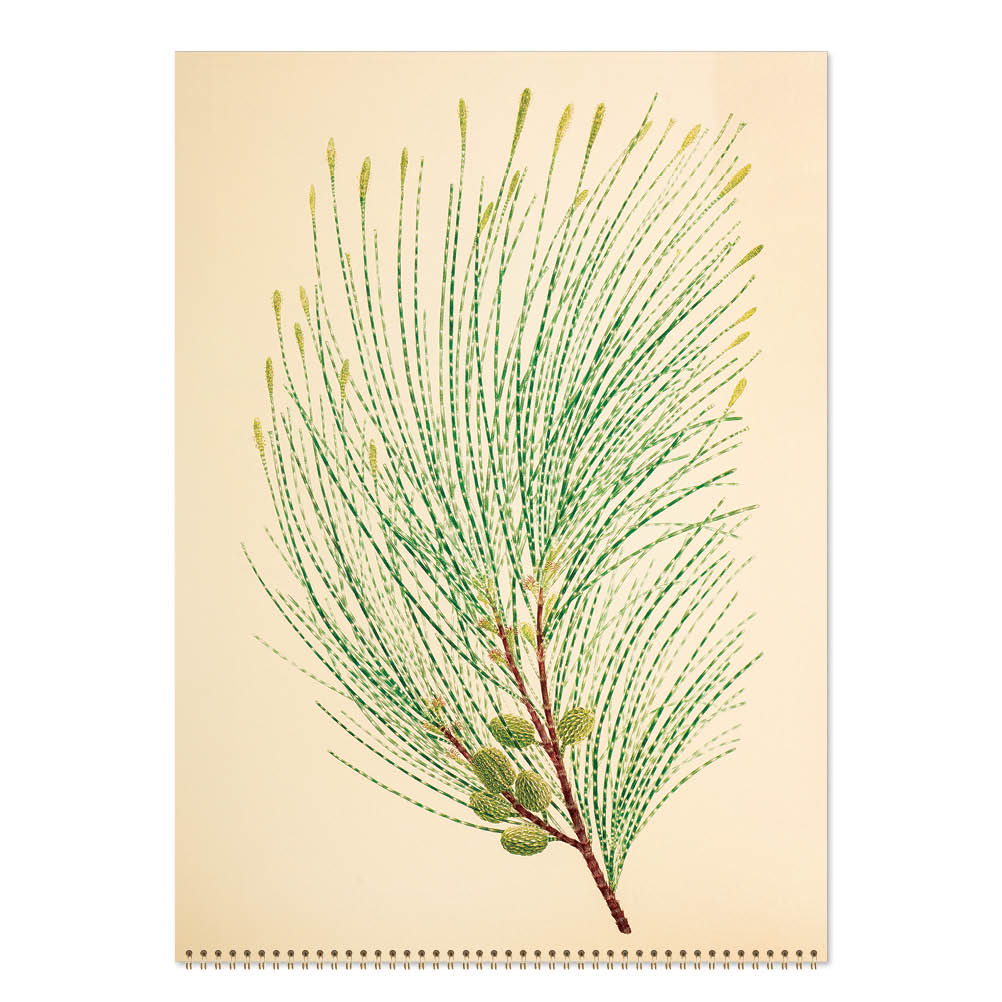 2027 Medium Calendar-Joseph Banks Botanicals-HMS Endeavour