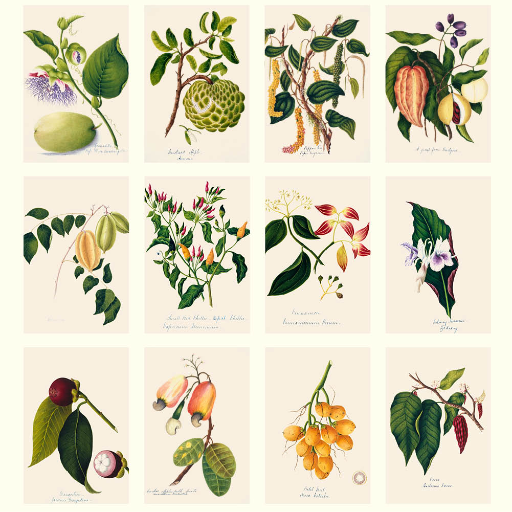 2026  Medium Calendar-Margaret Cockburn-Food Plants