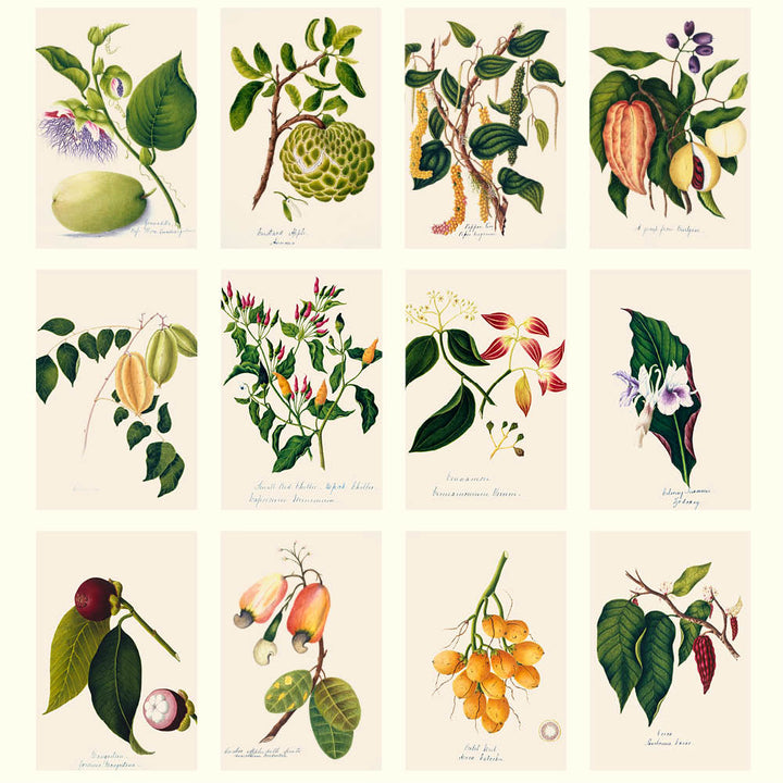2026  Medium Calendar-Margaret Cockburn-Food Plants