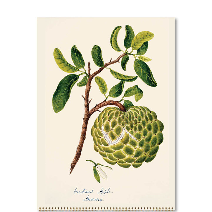 2026  Medium Calendar-Margaret Cockburn-Food Plants