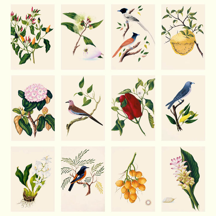 2027 Medium Calendar-Margaret Cockburn-Food Plants, Flowers and Birds