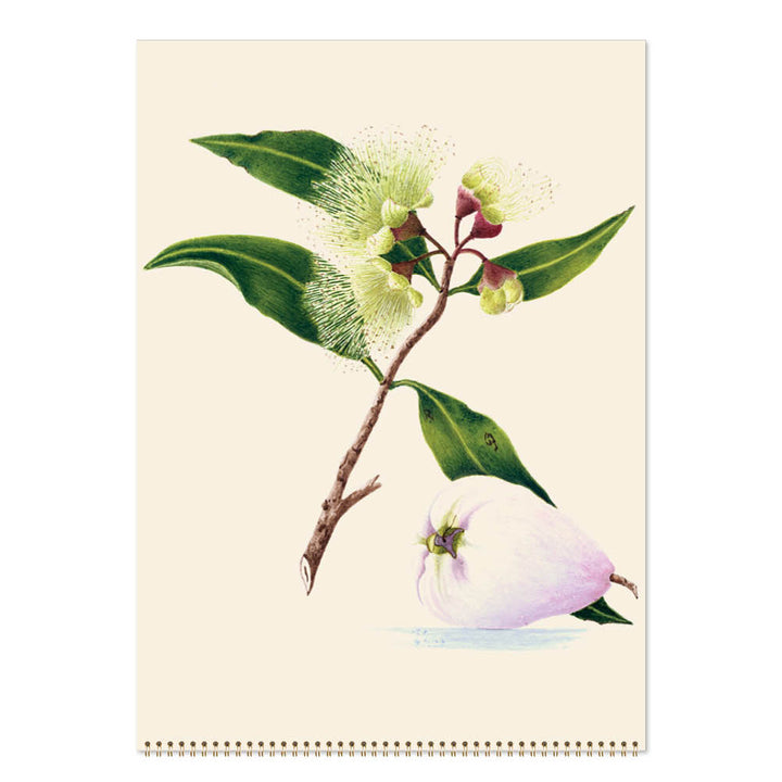 2027 Medium Calendar-Margaret Cockburn-Food Plants, Flowers and Birds