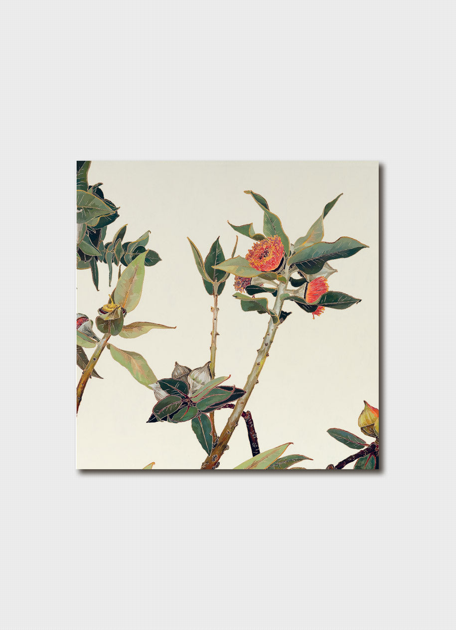 Cressida Campbell Card Pack - Lotus