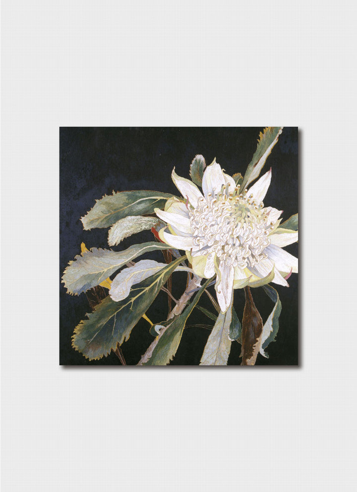 Cressida Campbell Card Pack - Lotus