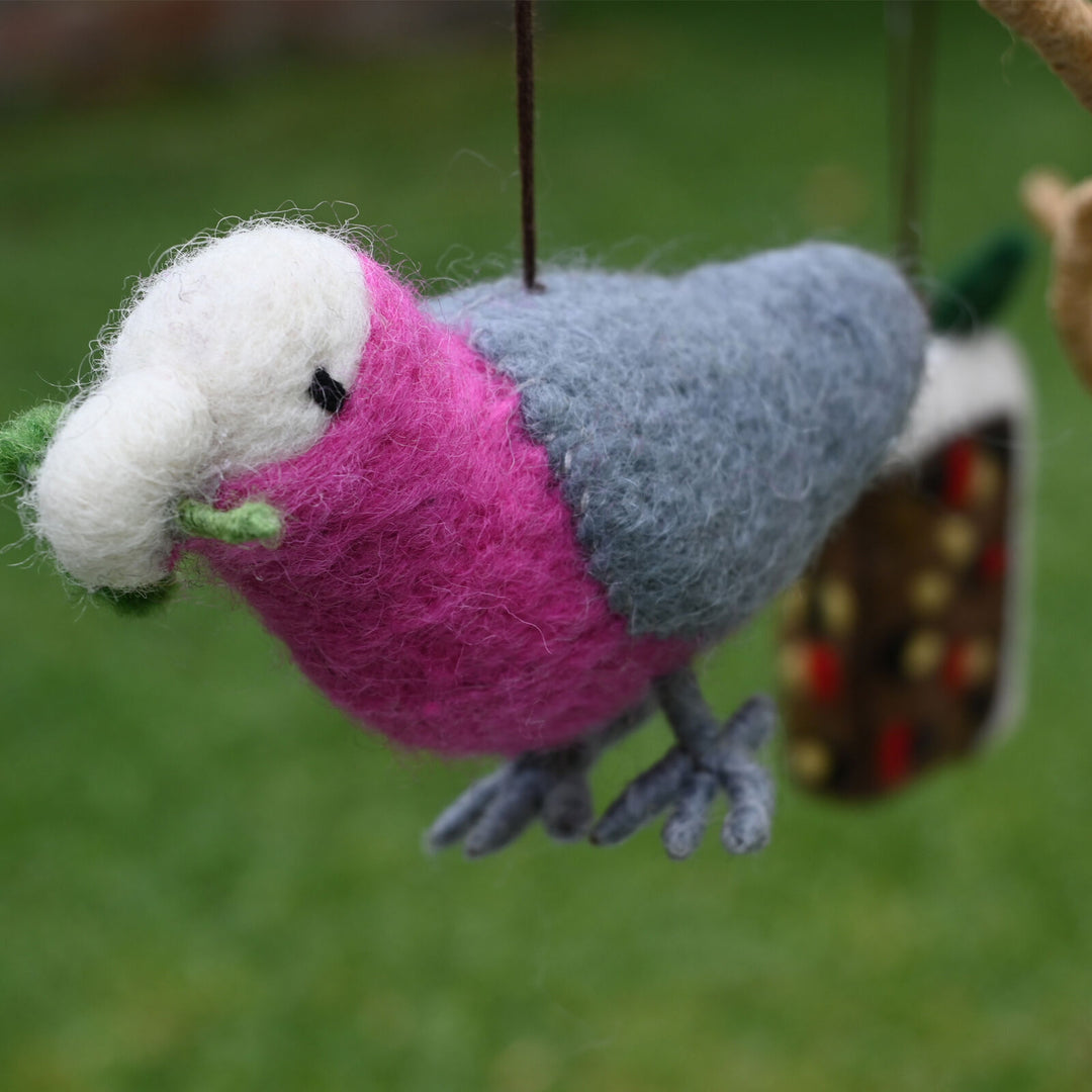 Galah, He has landed