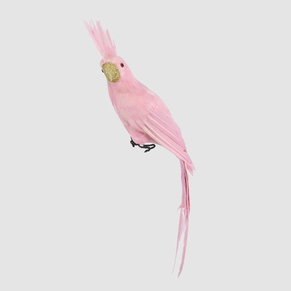 Pink Parrot