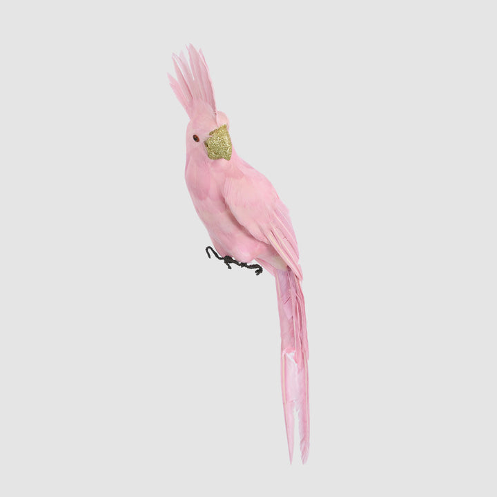 Pink Parrot