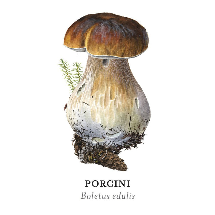 Memory Game-Viazmensky-Mushrooms