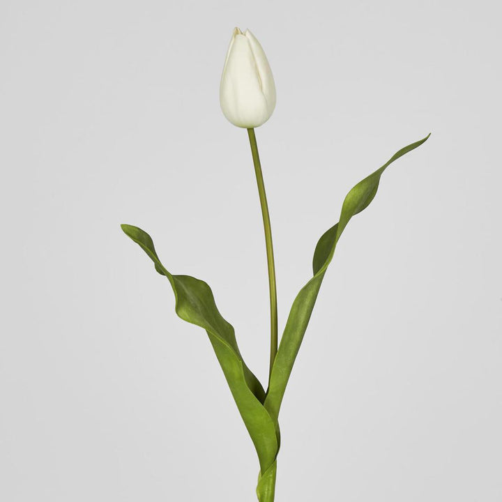 Tulip Stem White