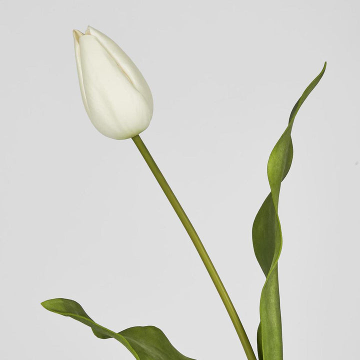 Tulip Stem White