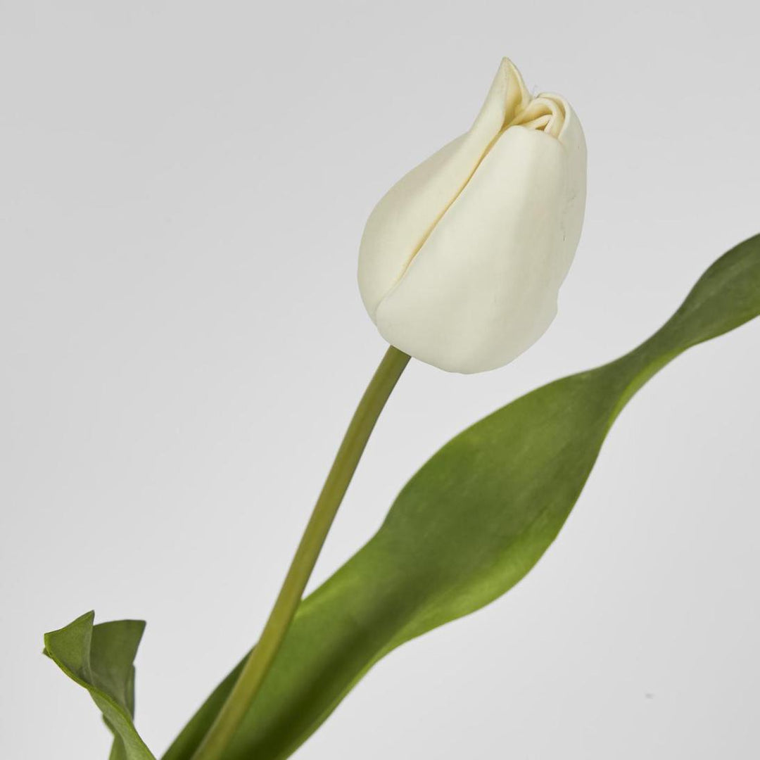 Tulip Stem White