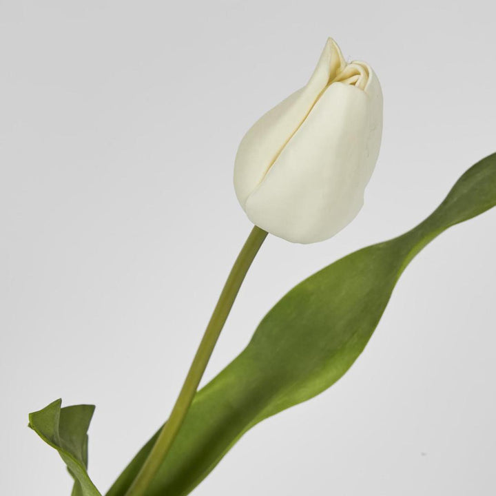 Tulip Stem White