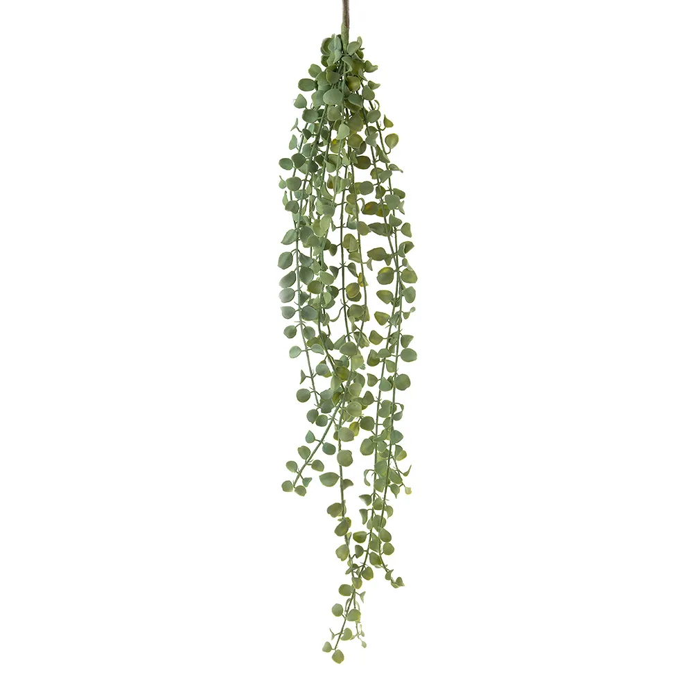 Succulent Hanging Vine