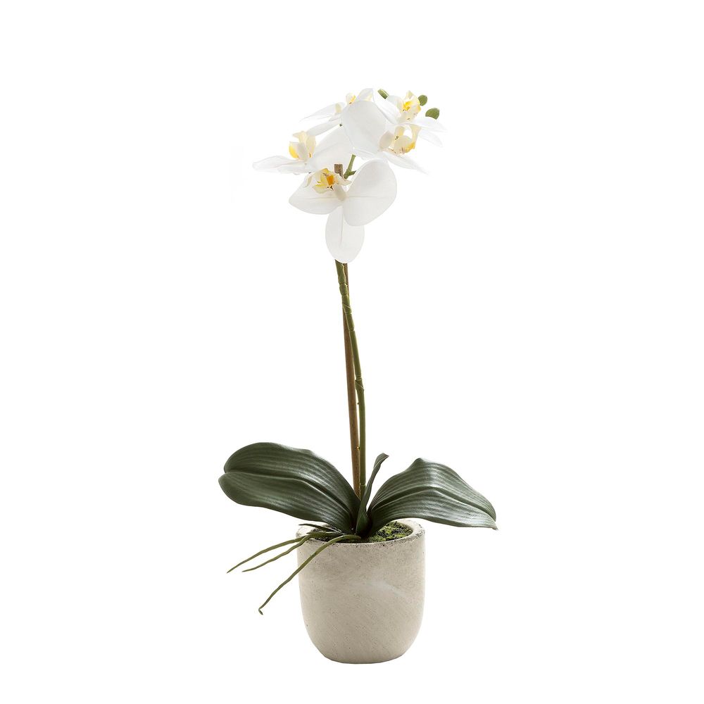 Orchid Real Touch in Clay Pot - 50cm White