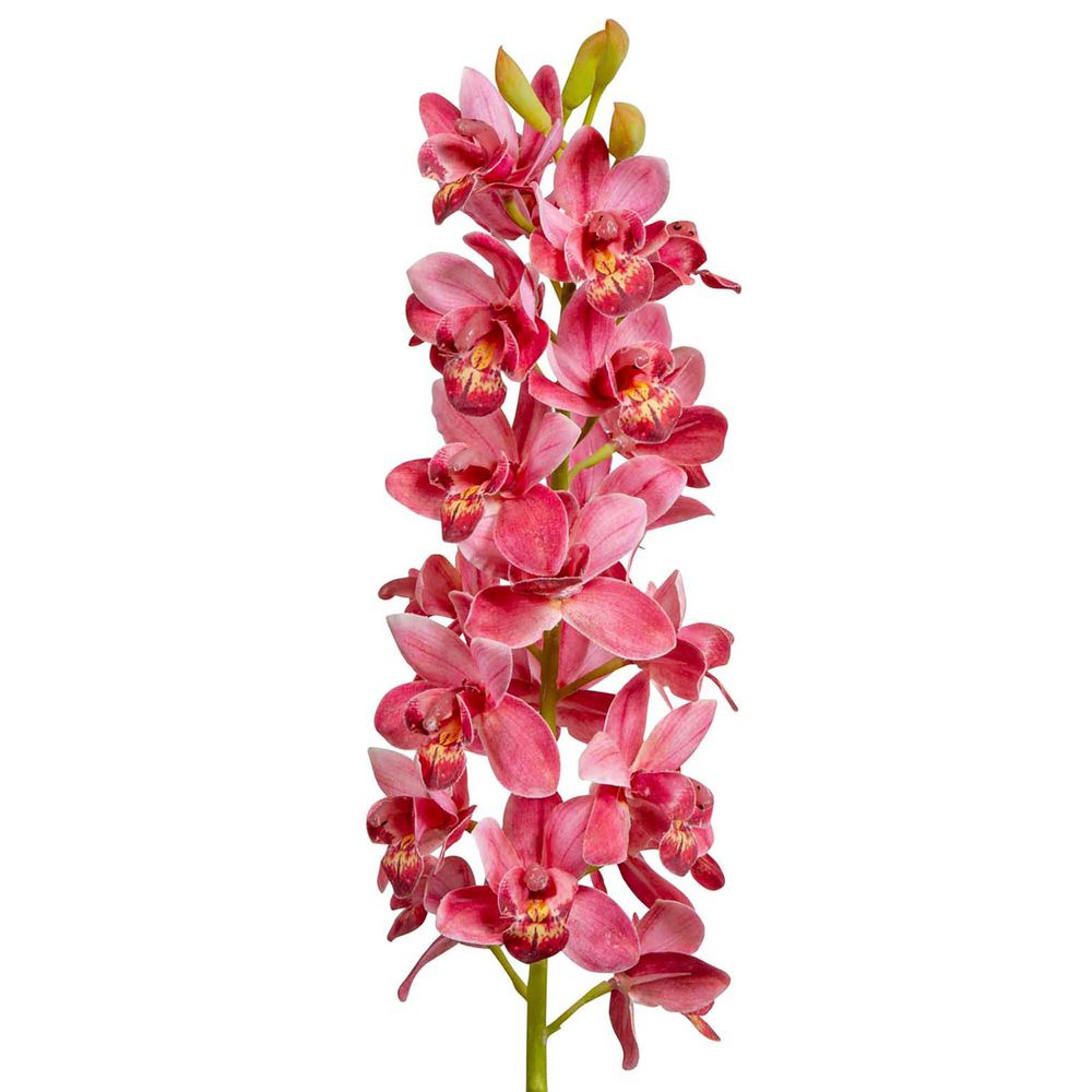 Orchid Cymbidium 80cm - Dark Pink
