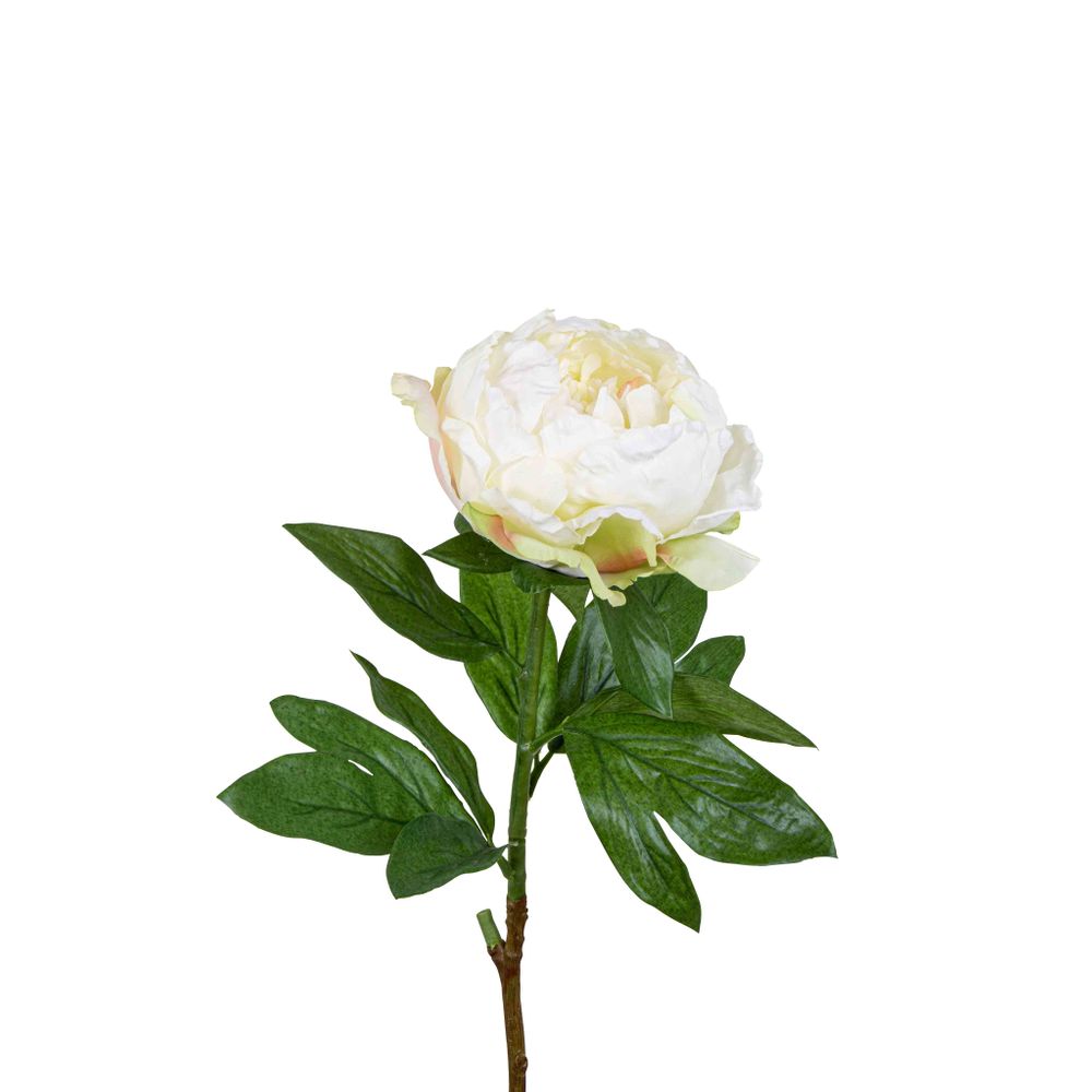 Peony Queen 70cm - Citrus