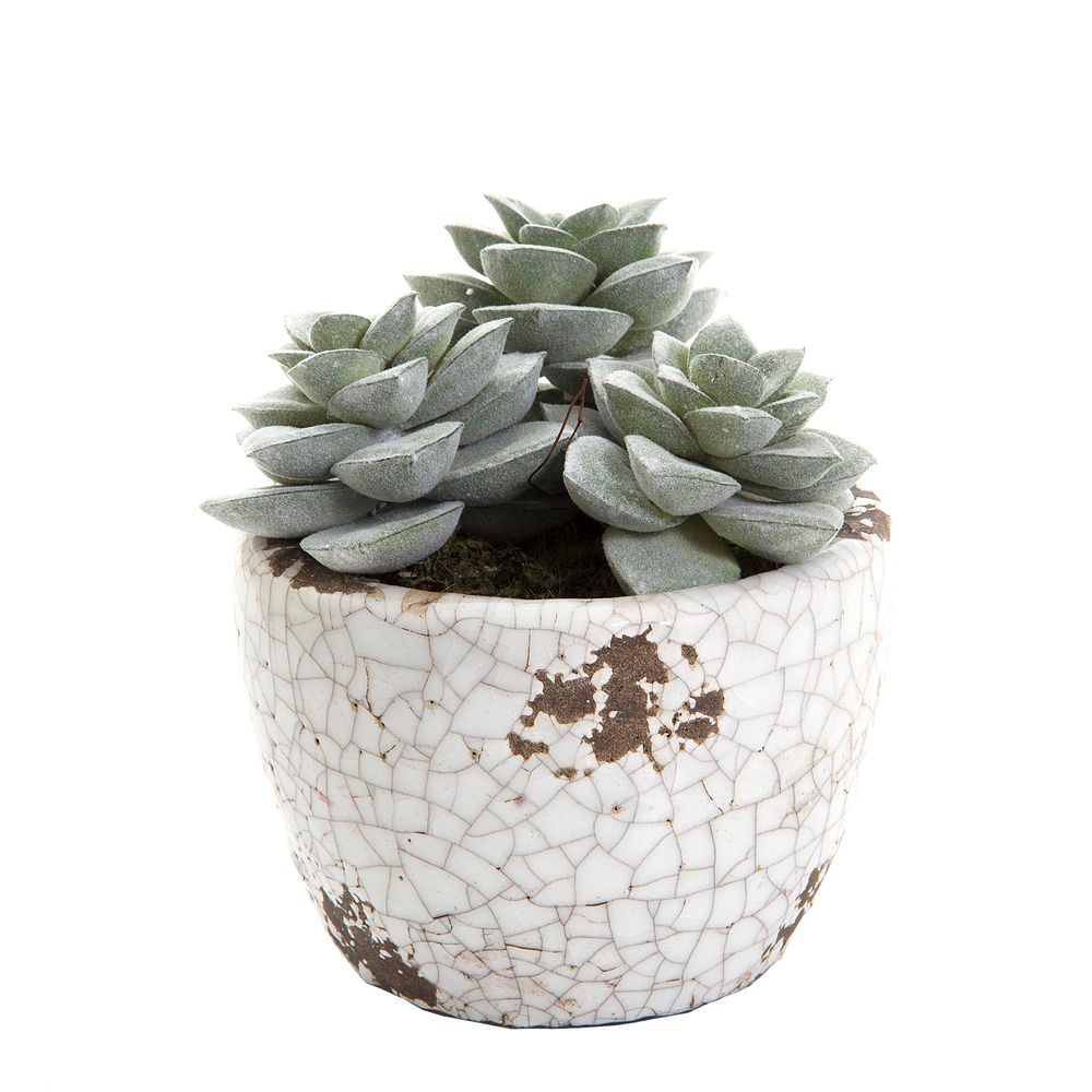 Succulent in Ceramic Pot - 13cm