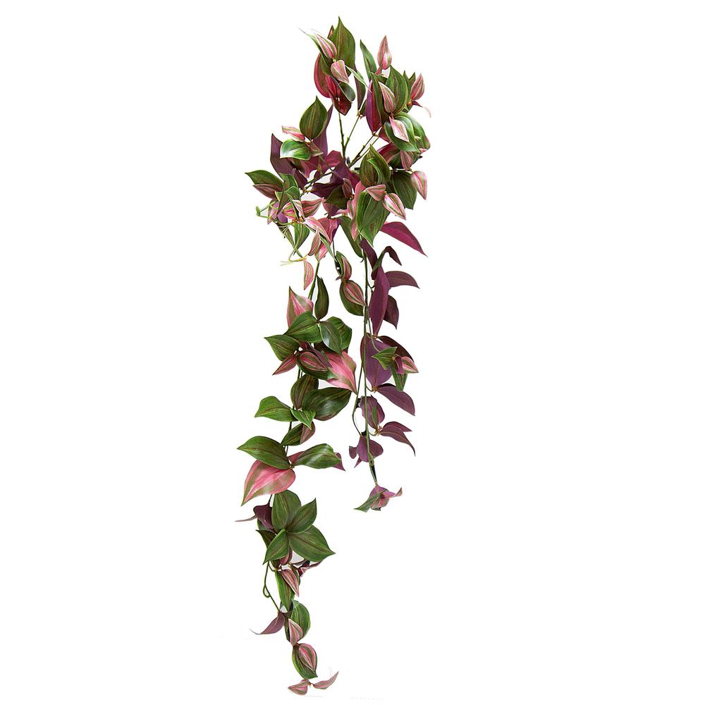 Wandering Jew Hanging Bush - Purple & Green