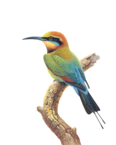 Thirstystone Rainbow Bird Coaster