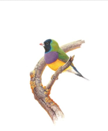 Thirstystone Gouldian Finch Coaster