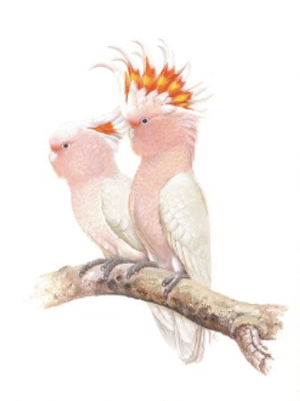 Thirstystone Pink Cockatoos Coaster