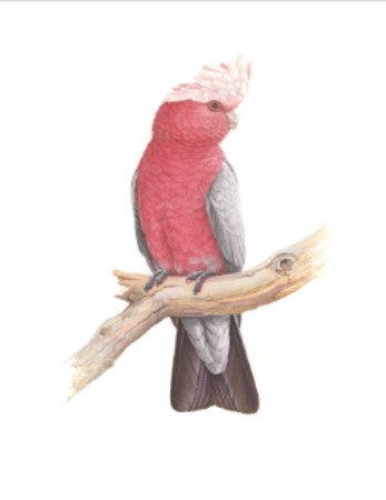 Thirstystone Galah Coaster