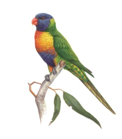 Thirstystone Rainbow Lorikeet Coaster