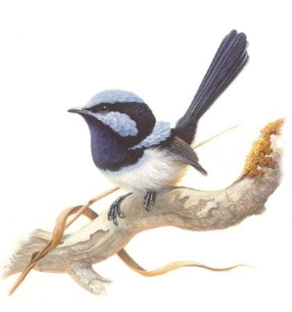 Thirstystone Blue Wren Coaster