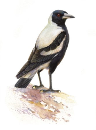 Thirstystone Magpie Coaster