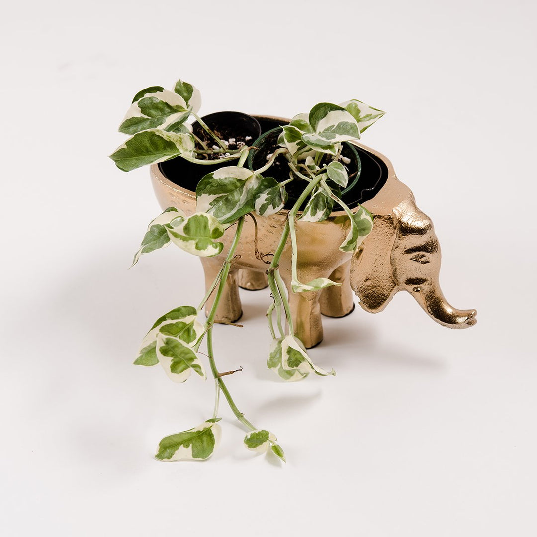 Elelphant Planter